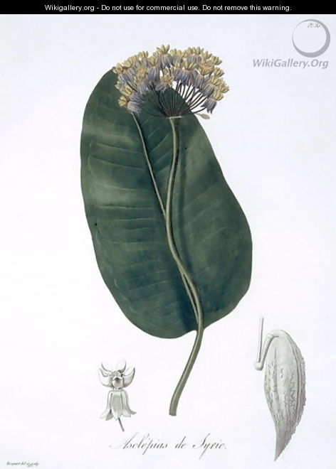 Asclepias Syriaca from Phytographie Medicale - L.F.J. Hoquart