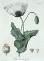 Papaver Somniferum from Phytographie Medicale - L.F.J. Hoquart