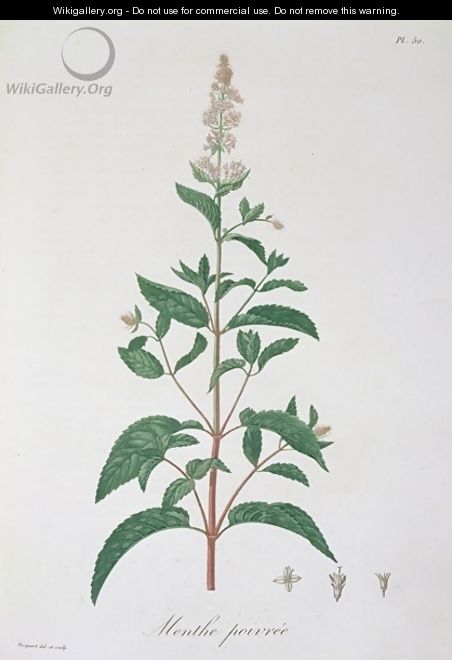 Mentha Piperita from Phytographie Medicale - L.F.J. Hoquart
