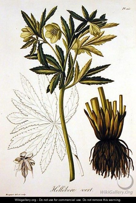 Helleborus Viridis from Phytographie Medicale - L.F.J. Hoquart