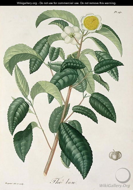 Camellia Thea from Phytographie Medicale - L.F.J. Hoquart