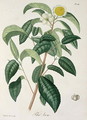 Camellia Thea from Phytographie Medicale - L.F.J. Hoquart