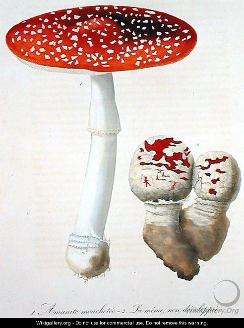 Amanita Muscaria from Phytographie Medicale - L.F.J. Hoquart
