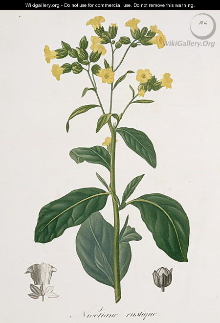 Nicotiana from Phytographie Medicale - L.F.J. Hoquart
