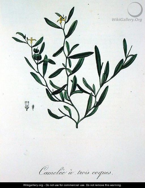 Three Shell Camelia from Phytographie Medicale - L.F.J. Hoquart