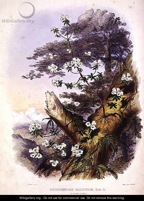 Rhododendron Dalhousie - (after) Hooker, Joseph Dalton