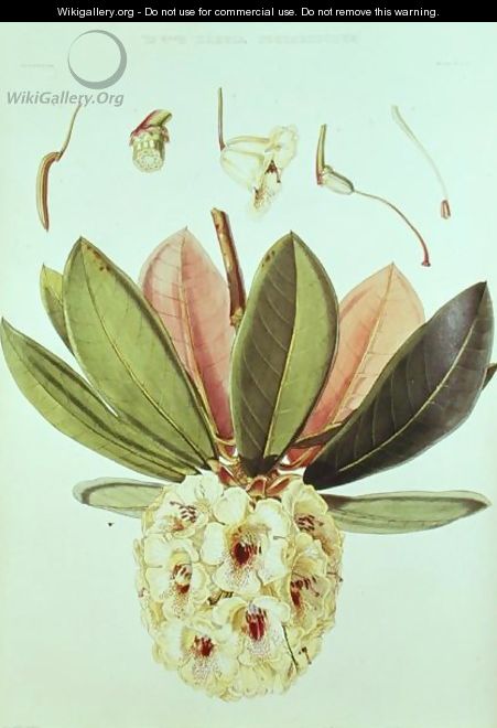 Rhododendron Wightii - William Hooker
