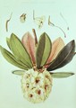 Rhododendron Wightii - William Hooker