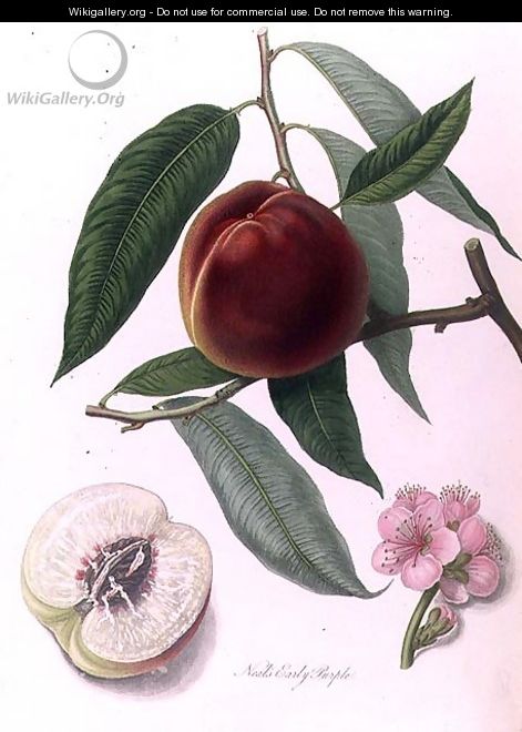 Nectarine Neals Early Purple - William Hooker