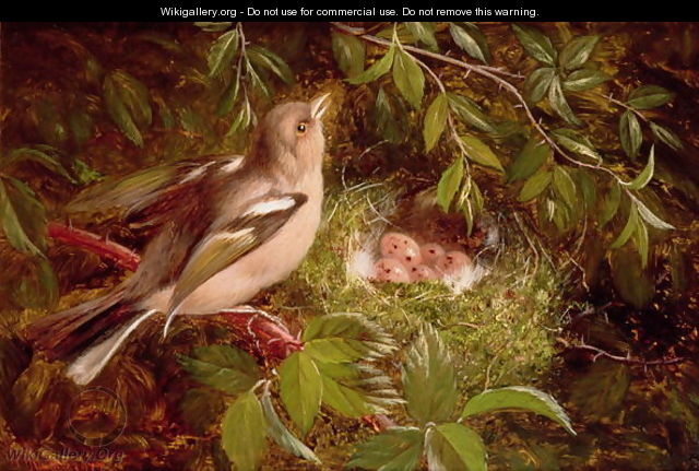 A Chaffinch at its Nest - William Hughes