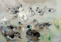 Study of Ducks - William Huggins