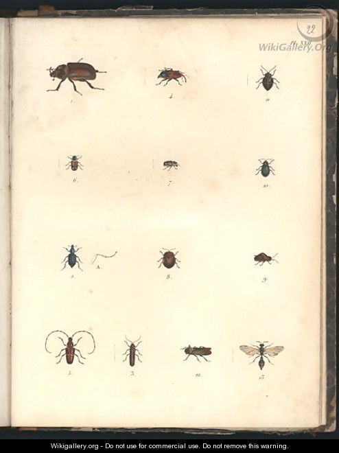 Beetles and Wasps - Baron Friedrich von Humboldt