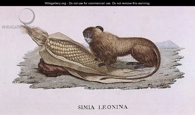 Simia Leonina - Baron Friedrich von Humboldt