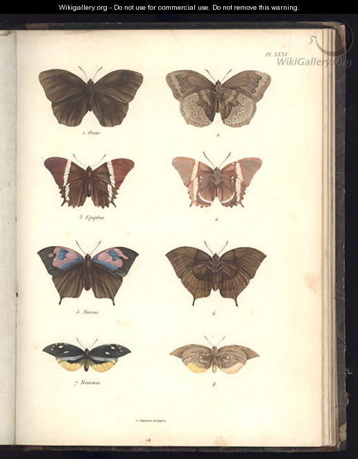 Lepidoptera 2 - (after) Humboldt, Friedrich Alexander, Baron von