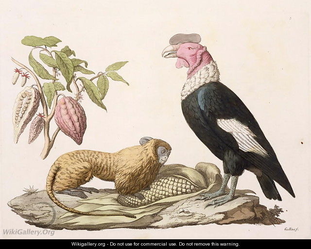 Lion monkey and condor native to Chile or Ecuador - (after) Humboldt, Friedrich Alexander, Baron von