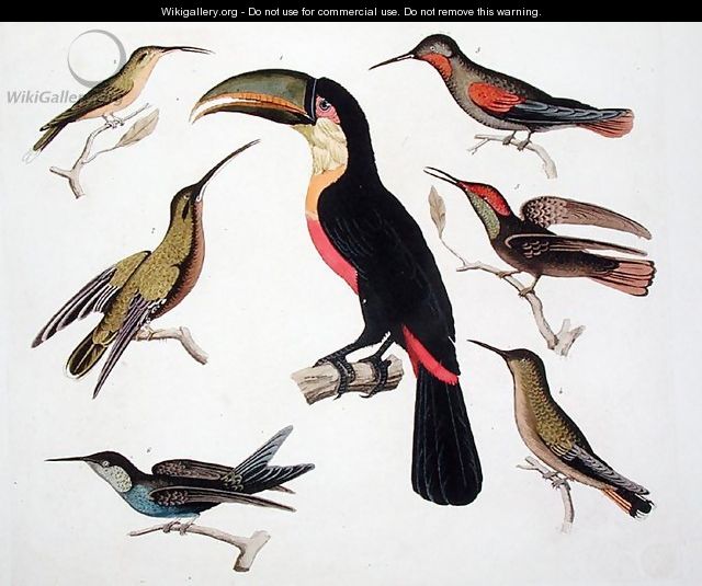 Native birds including the Toucan centre Amazon Brazil - (after) Humboldt, Friedrich Alexander, Baron von
