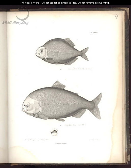 Characidae - (after) Humboldt, Friedrich Alexander, Baron von