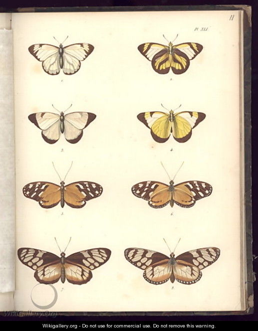 Lepidoptera - (after) Humboldt, Friedrich Alexander, Baron von