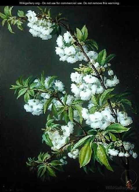 A Sprig of White Blossom - Francisco Lacoma