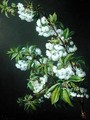 A Sprig of White Blossom - Francisco Lacoma