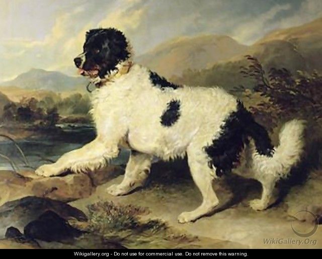 Newfoundland Dog Called Lion - Sir Edwin Henry Landseer