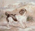A Spaniel - Sir Edwin Henry Landseer