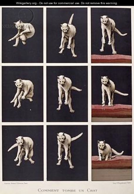 How a Cat Falls - G. Lasellaz