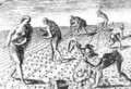 Florida Indians planting maize - (after) Le Moyne, Jacques (de Morgues)