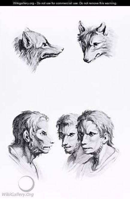 Similarities Between the Head of a Wolf and a Man - (after) Le Brun, Charles