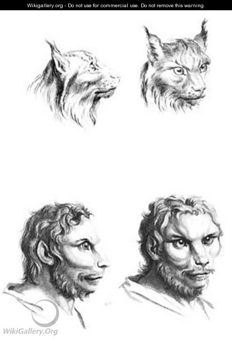 Similarities between the heads of a lynx and a man - (after) Le Brun, Charles
