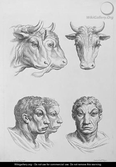 Similarities Between the Head of an Ox and a Man - (after) Le Brun, Charles