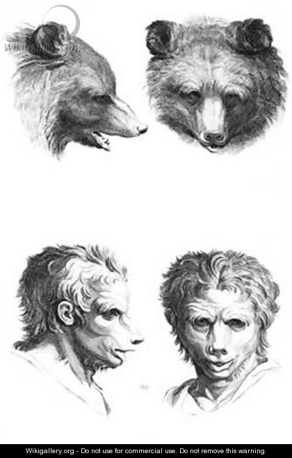 Similarities between the head of a bear and a man - (after) Le Brun, Charles
