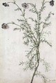 Chamaemelum nobile Allioni - Jacques (de Morgues) Le Moyne