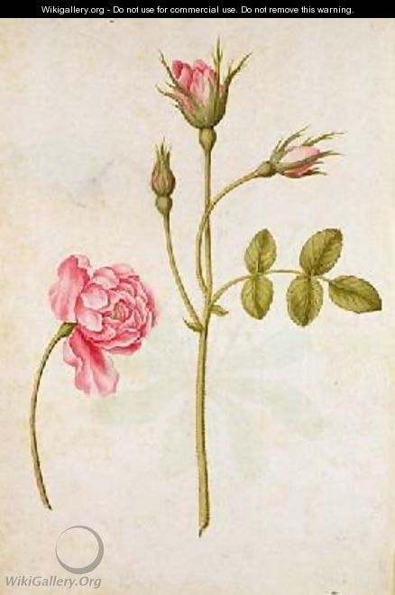 Pink Rose - Jacques (de Morgues) Le Moyne