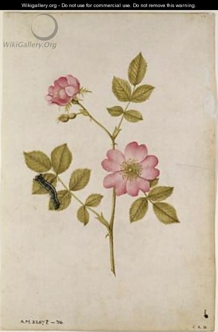 Rosa Canina Dogrose and Caterpillar - Jacques (de Morgues) Le Moyne