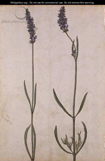 Lavandula officinalis Old English Lavender - Jacques (de Morgues) Le Moyne