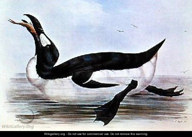 The Great Auk illustration from The Birds of Europe - Edward Lear