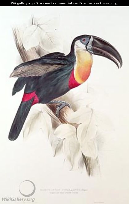 Sulphur and white breasted Toucan - Edward Lear