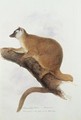 Lemur rufus Audebert - Edward Lear