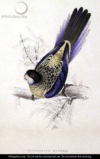 Platycercus Brownii or Browns Parrakeet - Edward Lear