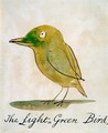 The Light Green Bird - Edward Lear