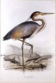 Purple Heron - Edward Lear