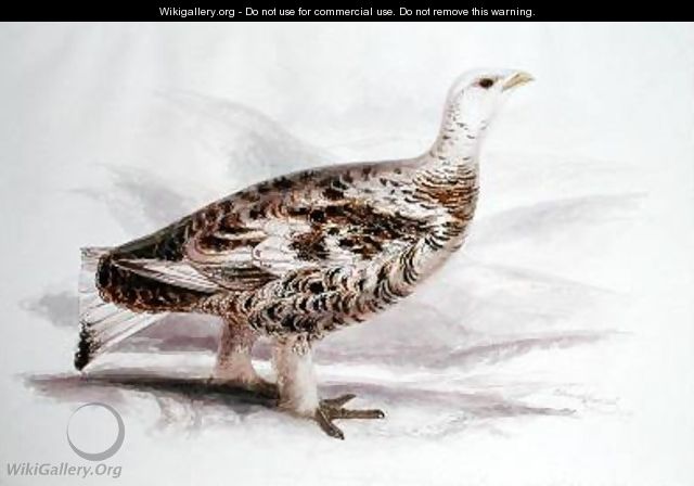Ptarmigan in mid plumage - Edward Lear
