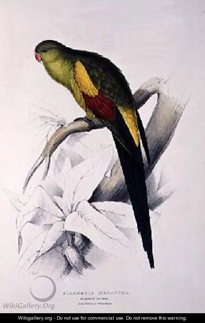 Black-Tailed Parakeet - Edward Lear