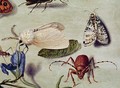 Still life detail of insects - Ferdinand van Kessel