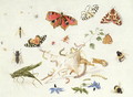 Study of Insects and Flowers - Ferdinand van Kessel