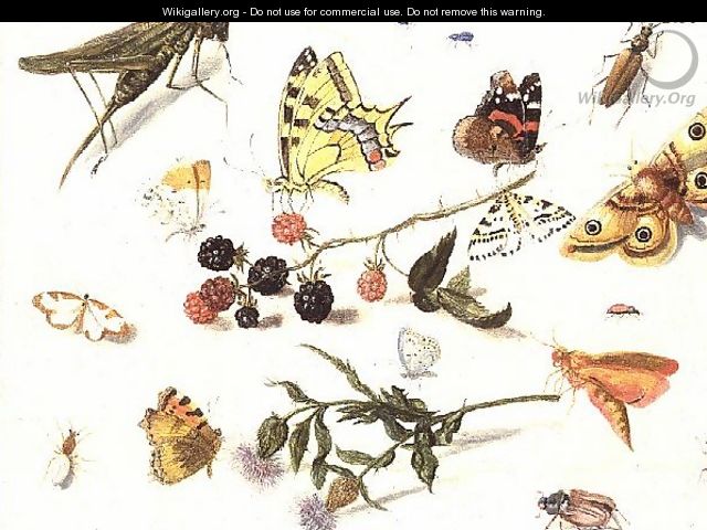Study of Insects Flowers and Fruits - Ferdinand van Kessel