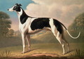 Greyhound 2 - Benjamin Killingbeck