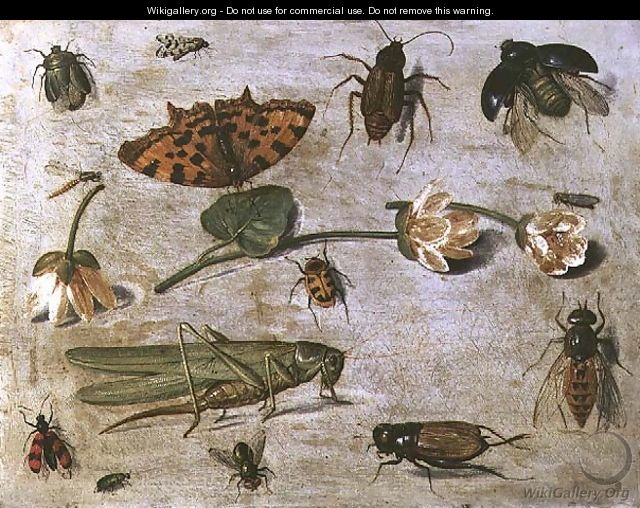 Insects 3 - Jan van Kessel
