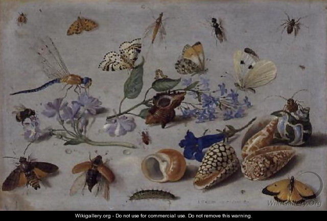 Butterflies and other Insects - Jan van Kessel
